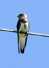 Bank Swallow